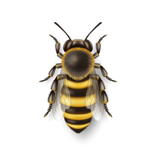 Vector illustration of Vector 3d Realistic Detailed Honey Bee Icon Closeup Isolated on White Background. Queen Honeybee Design Template, Vector Illustration of Bee in Macro, Top VIew