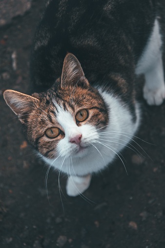 A feline sits on the ground, looking up with curiosity at the camera