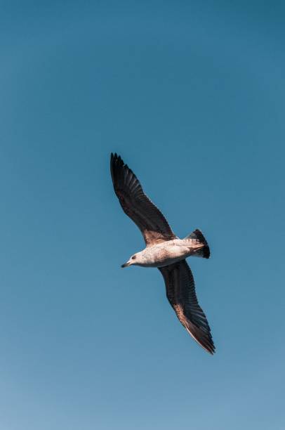 istock Majestic seagull glides through a clear, vibrant sky above a tranquil ocean shore 1483561585