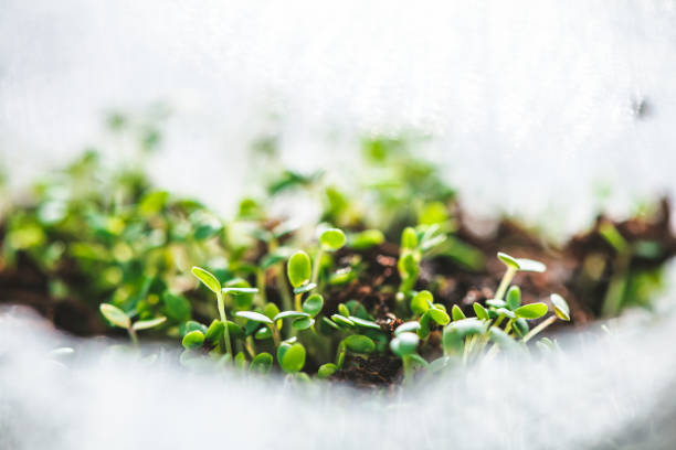 seedlings in biodegradable pots. Green plants in peat pots and agricultural tools. paper bags. ecology, agriculture, close up
