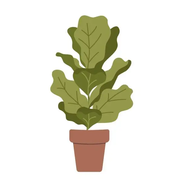Vector illustration of Ficus lyrata,  fiddle-leaf fig in pot, cartoon style. House plants for home interior, urban jungle. Trendy modern vector illustration isolated on white, hand drawn, flat