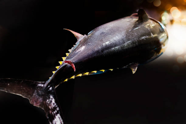 istock Dismantling show of tuna. 1483566561