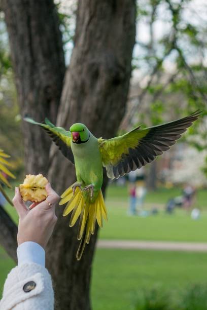 Vertical shot of a man holding an apple with an Echo parakeet flying at the apple A vertical shot of a man holding an apple with an Echo parakeet flying at the apple echo parakeet stock pictures, royalty-free photos & images