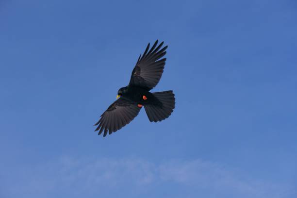 istock Majestic red-billed chough in flight, soaring through the sky with its wings extended wide 1483566793
