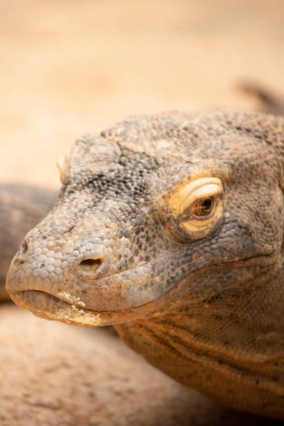istock Komodo dragon portrait 1483566940