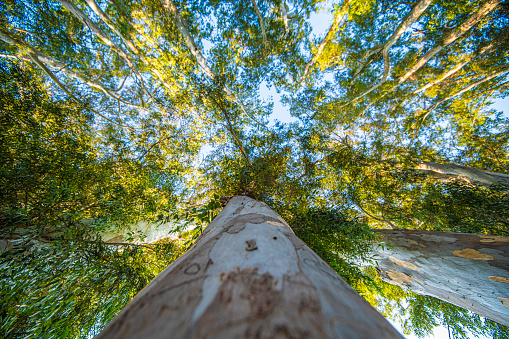 Tree tops under the clear white sky