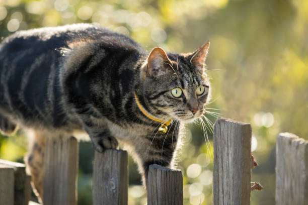istock Cute young tabby cat in a garden, watching an insect 1483567068