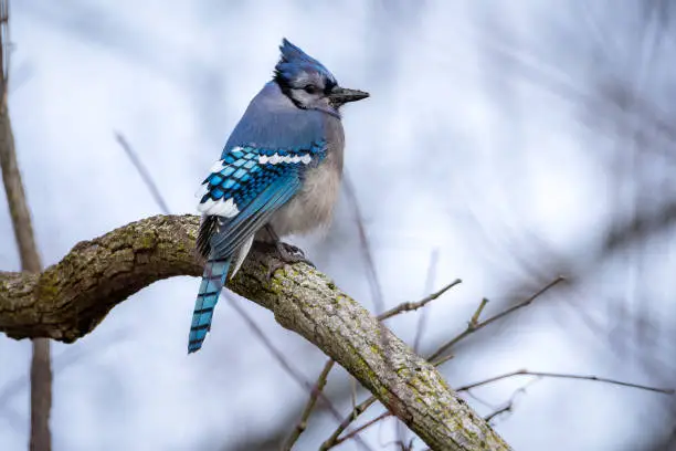 A Bluejay Perched on a Branch against a white winter background.