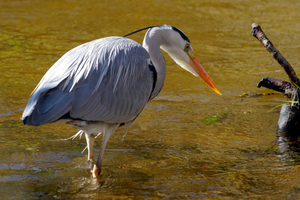 Afrikanischer Graureiher / Grey heron / Ardea cinerea