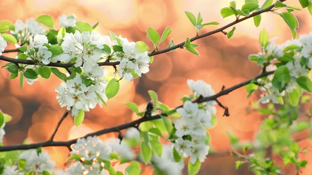 Blooming apple tree in early spring at sunrise or sunset. White flowers on fruit trees in an orchard. Tree branches with white flowers sway in the wind