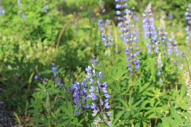 istock Blue Bells growing in green field 1483571190