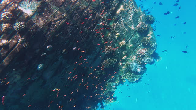 under water ocean clear blue color with fish swimming around sinking wreck ship in indian ocean maldives