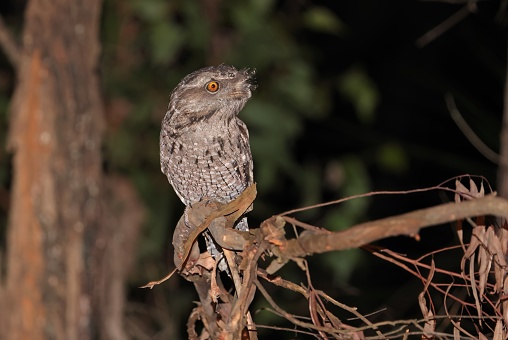 Tawny Frogmouth (Podargus strigoides strigoides) adult perched on fallen branch at night\n\nD'Aguilar National Park, Queensland, Australia.       March