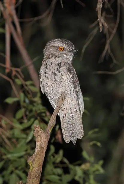 Tawny Frogmouth (Podargus strigoides strigoides) adult perched on dead snag at night

south-east Queensland, Australia.       March