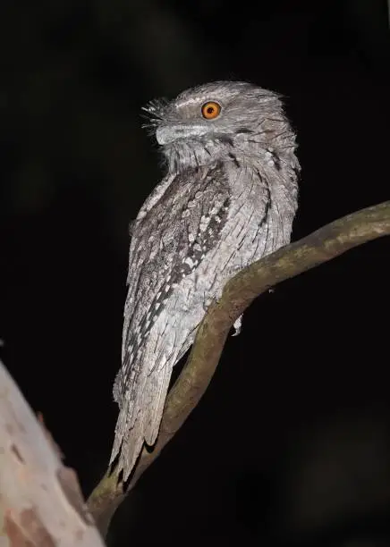 Tawny Frogmouth (Podargus strigoides strigoides) adult perched on branch at night

south-east Queensland, Australia.       March