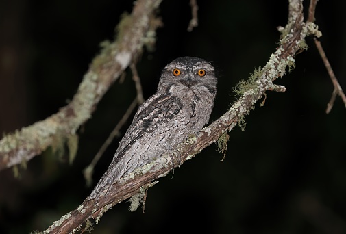 Tawny Frogmouth (Podargus strigoides strigoides) adult perched on branch at night\n\nsouth-east Queensland, Australia.       March