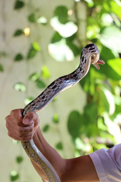 Close up Rat snake on hand asia man Close up Rat snake on hand asia man elaphe obsoleta quadrivittata stock pictures, royalty-free photos & images