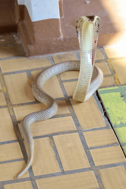 istock The Beautiful Cobra snake on cement floor at thailand 1483573041