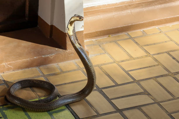 istock The Beautiful black Cobra snake on cement floor at thailand 1483573042