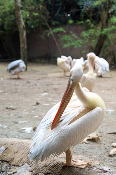 The great white pelican bird in garden