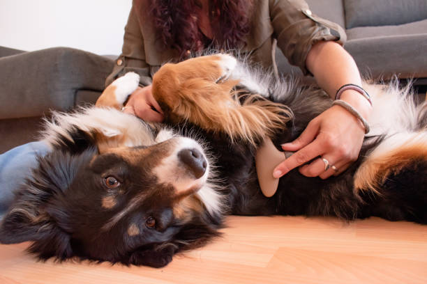 istock Dog on the floor on its back being combed by its owner sitting on the ground. 1483573847