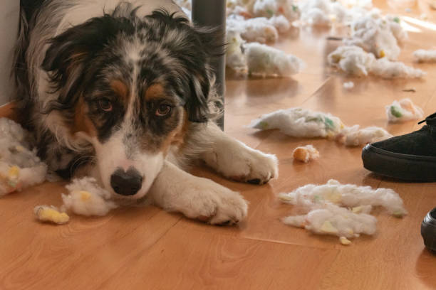 istock Dog hiding under the bed with cushion stuffing all over the floor. 1483573869