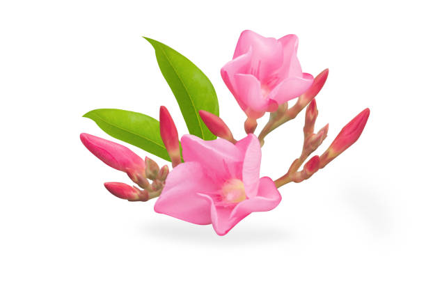 Closeup Plumeria pink color for spa relax on white  background