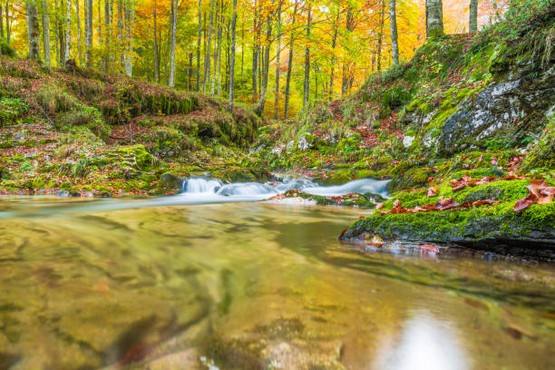 Arzino waterfalls in winter guise. Autumn colors that inflame the light.