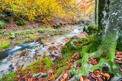 Arzino waterfalls in winter guise. Autumn colors that inflame the light.