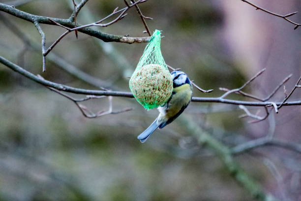 istock Blue tit hanging on seed ball in a tree 1483575920