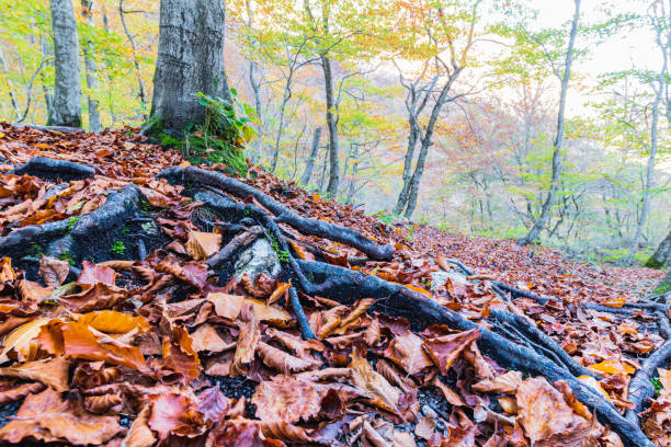 Arzino waterfalls in winter guise. Autumn colors that inflame the light.