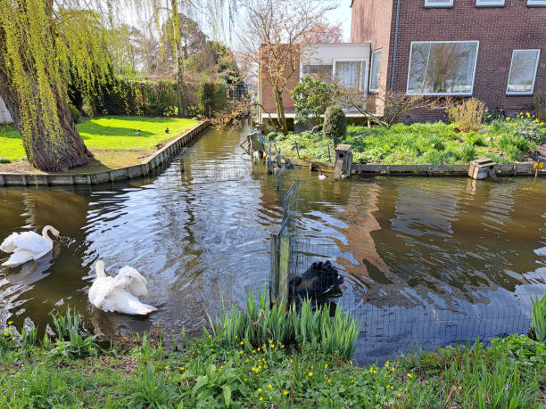 istock White swan courting in the water during spring 1483577688