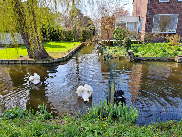 istock White swan courting in the water during spring 1483577728