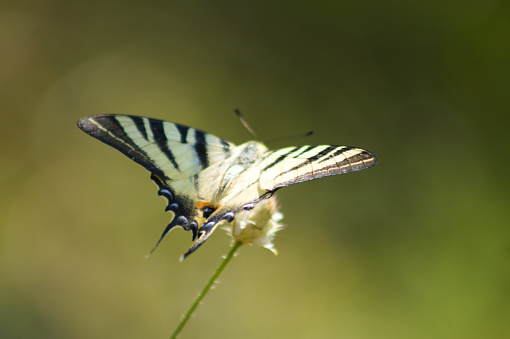 Close-up of scarce swallowtail butterfly with green blurred background