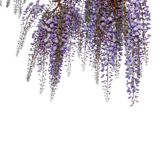 istock Wisteria flower branch isolated 1483584613