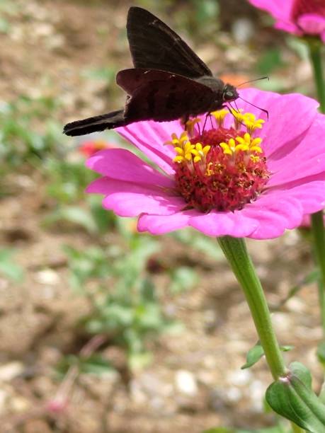 istock beautiful butterfly on flower 1483584658