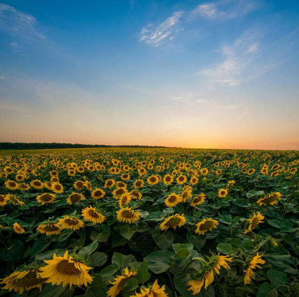 istock beautiful sunflower field in the evening, sunset light 1483586642
