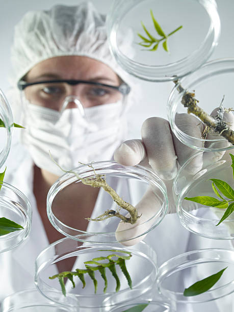 istock Scientist Examining Petri Dishes 148359057