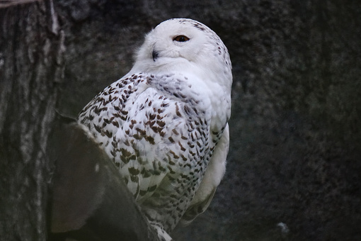 White, snowy owl sitting on wooden log in a cave