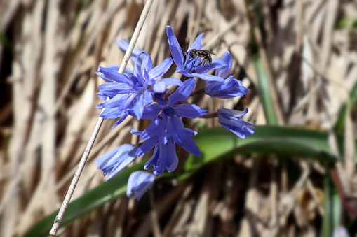 Scilla Bifolia, also known as turquoise hyacinth, grows in the forests of the South European mountains: this was photographed on the Majella range, in Abruzzo, Italy. On the flower, a sweat bee (Lasioglossum), sucking it's nectar.