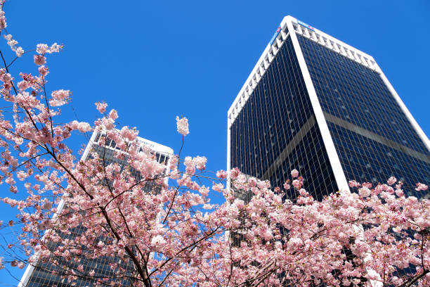 Burrard Station beautiful trees bloom in spring in april near skyscrapers and skytrain station magnolia cherry blossom japanese sakura white red flowers engulf blue sky without clouds downtown view Burrard Station trees bloom in spring near skyscrapers and skytrain station magnolia cherry blossom sakura white and rose flowers engulf downtown view real life in big city Canada Vancouver 2023 pink flowering dogwood stock pictures, royalty-free photos & images