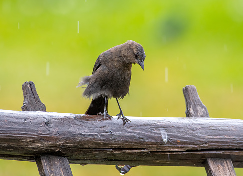 A beautiful female Brewer's Blackbird perches on a fencepost on a rainy autumn day in the Colorado countryside.