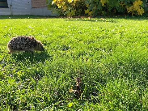 A solitary hedgehog ambles through a verdant meadow of lush green grass, its quills bristling in the summer breeze