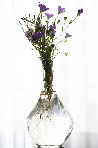 Purple wildflowers in a glass vase.