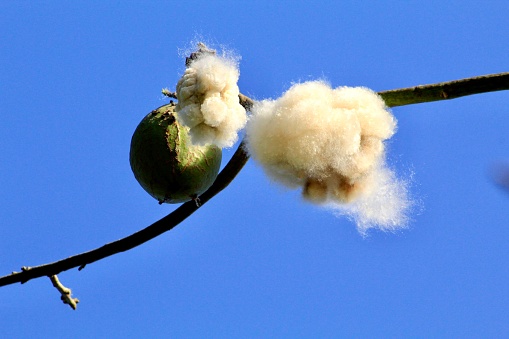 Paineira (Ceiba speciosa) fruits with silky, cotton-like paina release and seeds