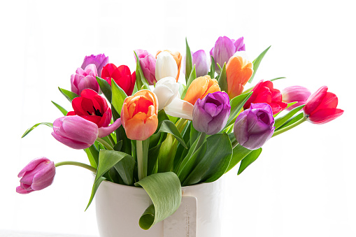 Beautiful and colorful tulips in a glass vase isolated on white background.