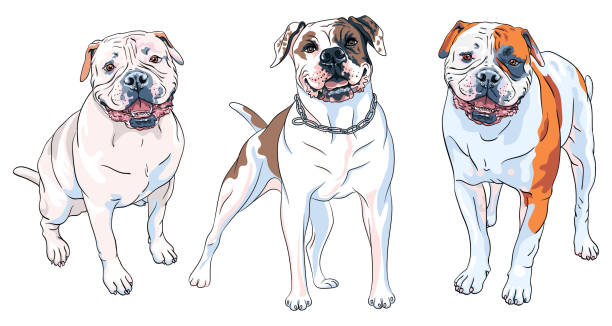 illustrations, cliparts, dessins animés et icônes de ensemble de chiens de race american bulldog - molosser
