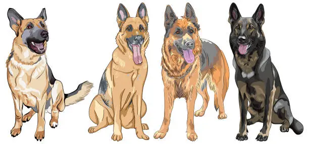 Vector illustration of Vector set of shepherd dogs