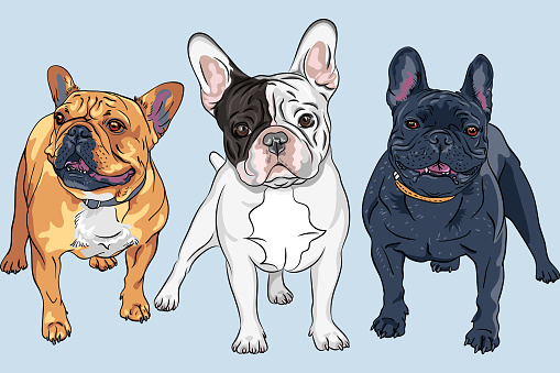 Vector set 2 of white, fawn and black dogs French Bulldog breed, the most common colouring