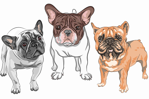 Vector set of white and fawn dogs French Bulldog breed, the most common colouring